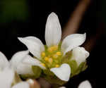 Early saxifrage